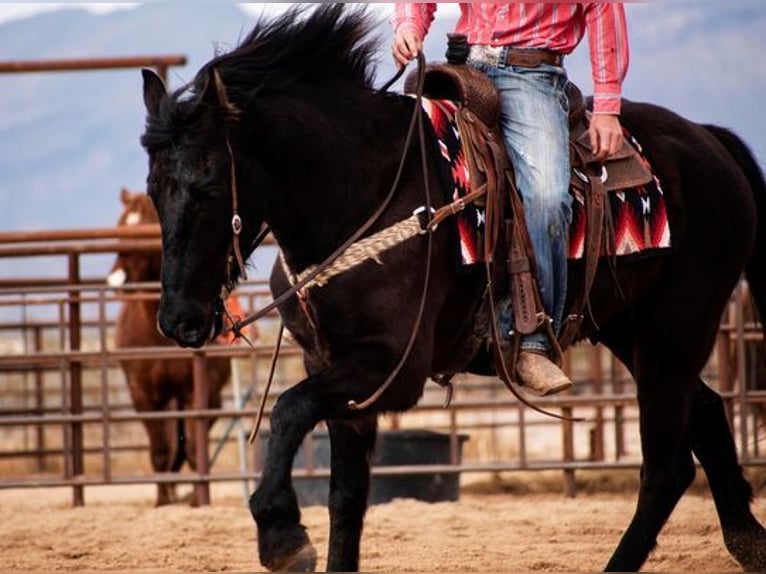 Draft Horse Castrone 6 Anni Morello in Wickenburg AZ