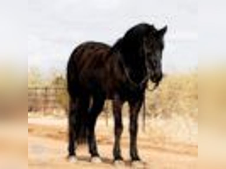 Draft Horse Castrone 6 Anni Morello in Wickenburg AZ