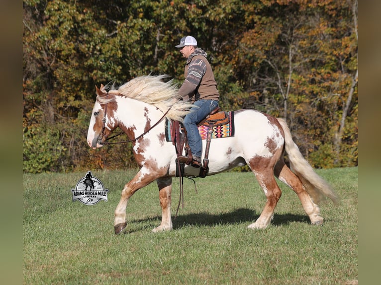 Draft Horse Castrone 6 Anni Overo-tutti i colori in Mount Vernon, KY