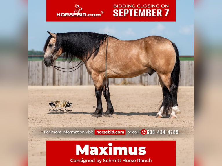 Draft Horse Mix Castrone 6 Anni Pelle di daino in Holland