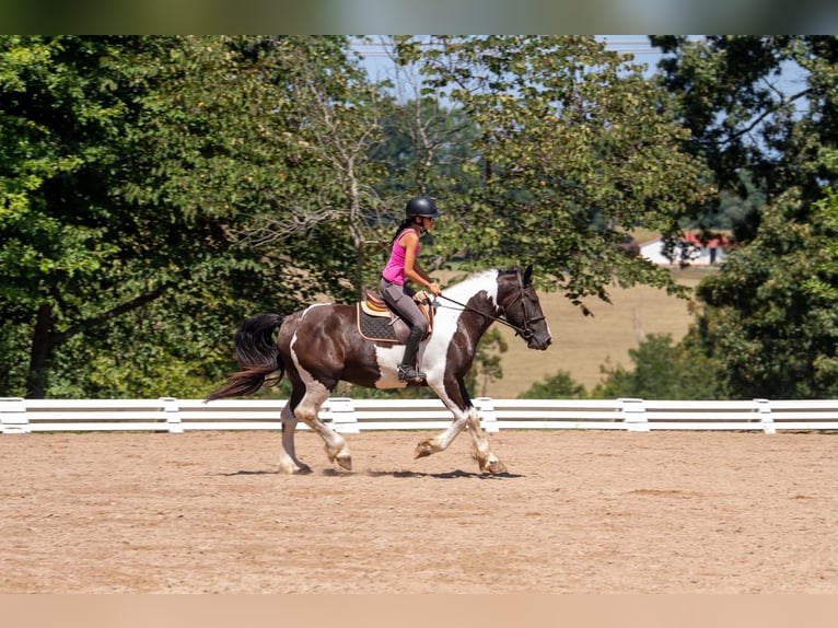 Draft Horse Mix Castrone 6 Anni Pezzato in Clover