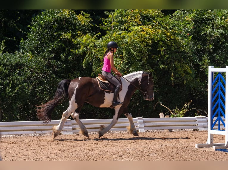 Draft Horse Mix Castrone 6 Anni Pezzato in Clover