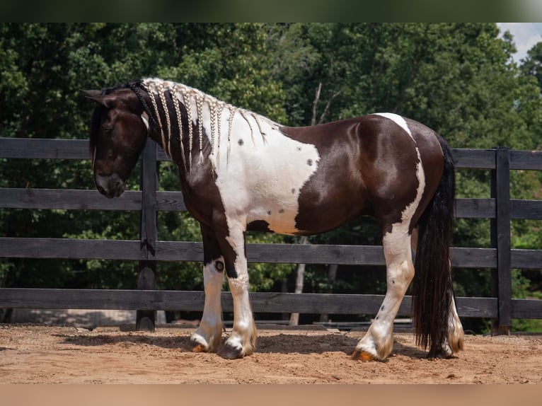 Draft Horse Mix Castrone 6 Anni Pezzato in Clover