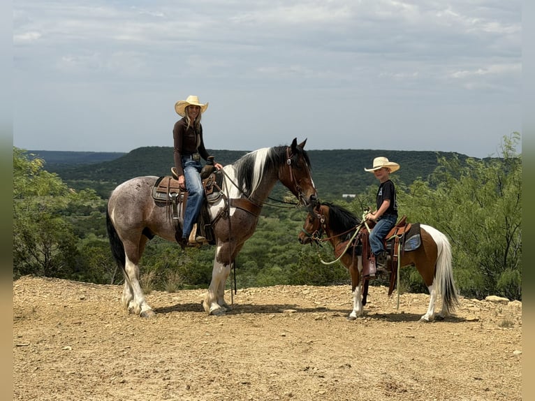 Draft Horse Mix Castrone 6 Anni Pezzato in Weatherford