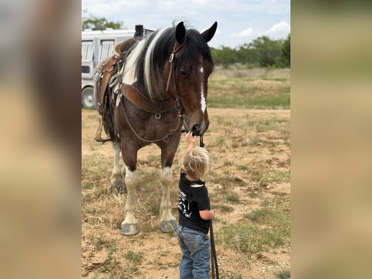 Draft Horse Mix Castrone 6 Anni Pezzato in Weatherford