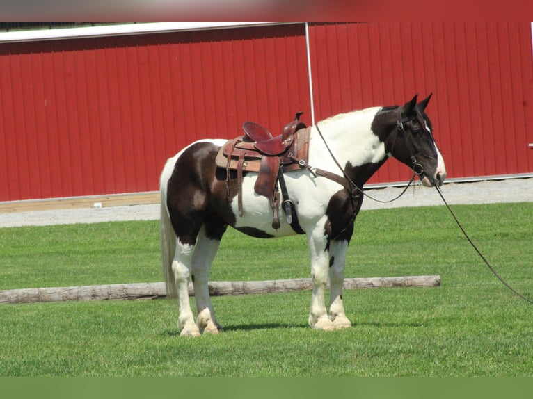 Draft Horse Mix Castrone 6 Anni Pezzato in Millersburg