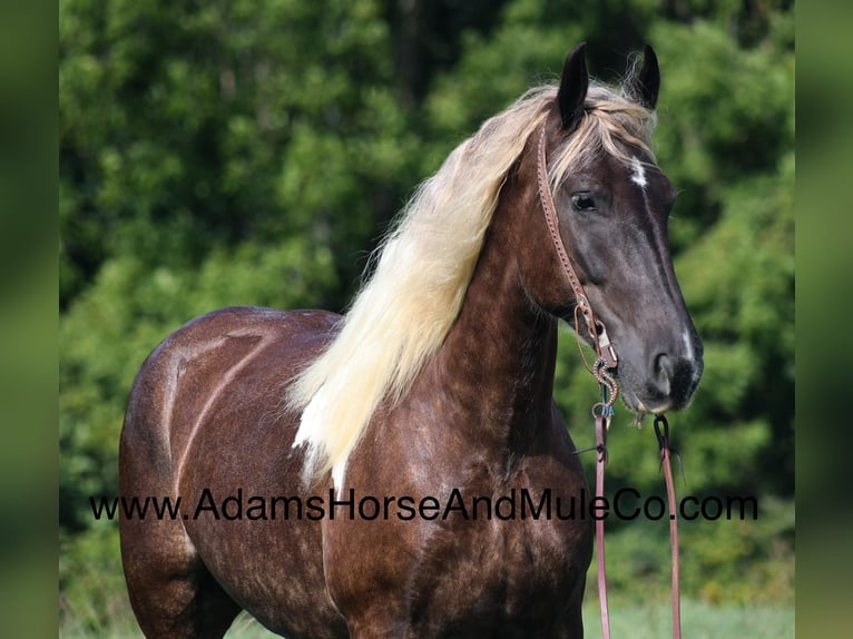 Draft Horse Castrone 6 Anni in Mount Vernon