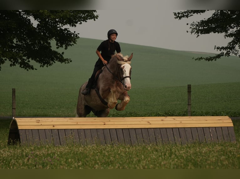 Draft Horse Mix Castrone 6 Anni Roano rosso in Fresno