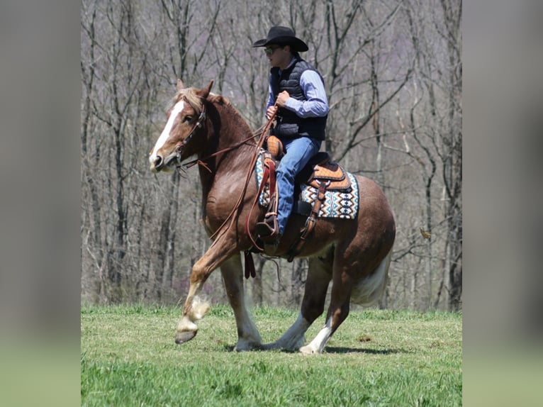 Draft Horse Castrone 6 Anni Roano rosso in Mount Vernon KY