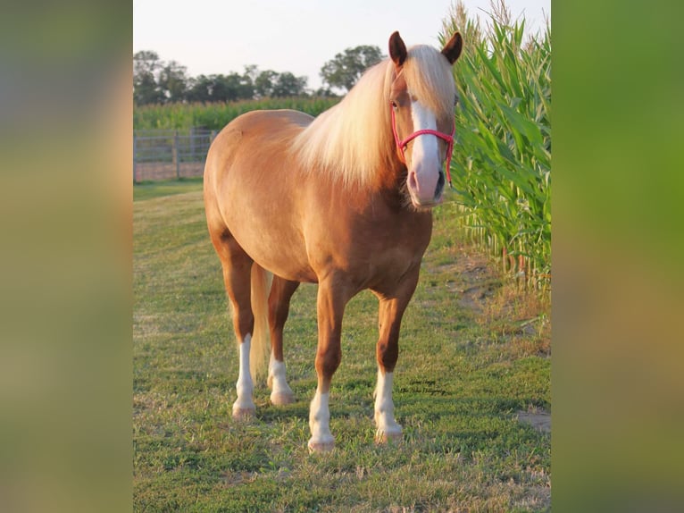 Draft Horse Mix Castrone 6 Anni Sauro ciliegia in Peosta, IA