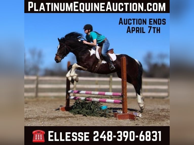 Draft Horse Castrone 6 Anni Tobiano-tutti i colori in Howell, MI