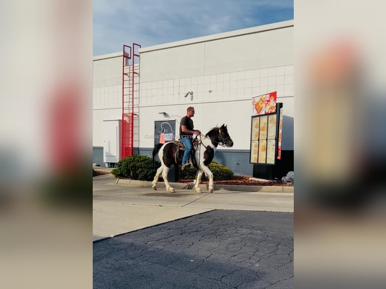 Draft Horse Castrone 7 Anni 142 cm in Rockholds, KY