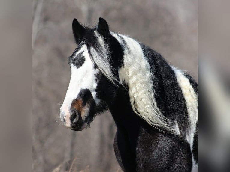 Draft Horse Castrone 7 Anni 147 cm Tobiano-tutti i colori in Mount vernon KY