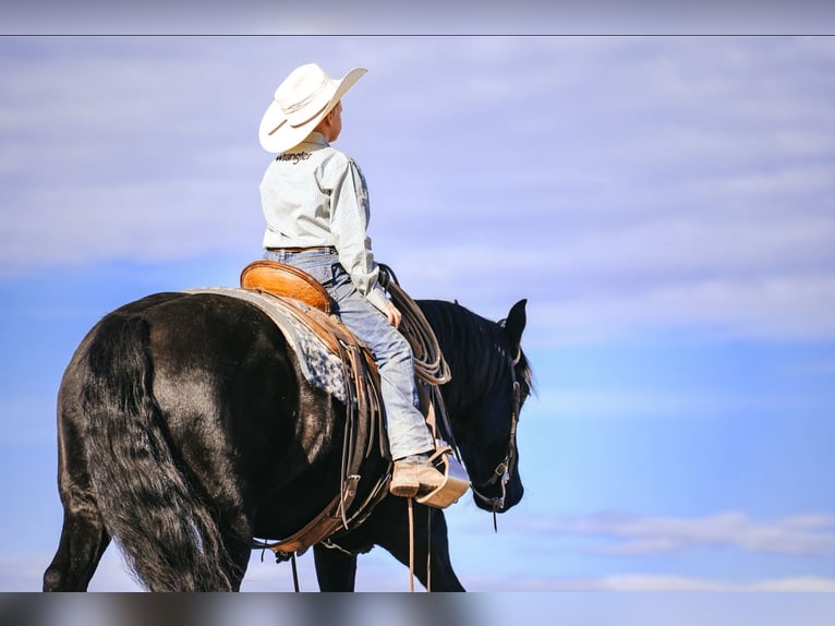 Draft Horse Mix Castrone 7 Anni 150 cm Morello in Saint Anthony