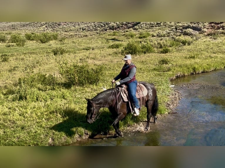 Draft Horse Mix Castrone 7 Anni 150 cm Morello in Saint Anthony