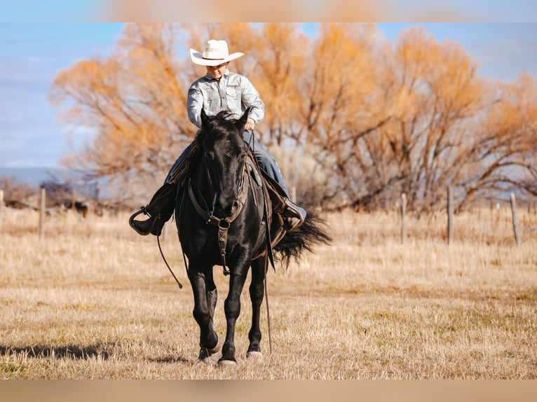 Draft Horse Mix Castrone 7 Anni 150 cm Morello in Saint Anthony