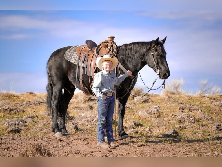 Draft Horse Mix Castrone 7 Anni 150 cm Morello in Saint Anthony