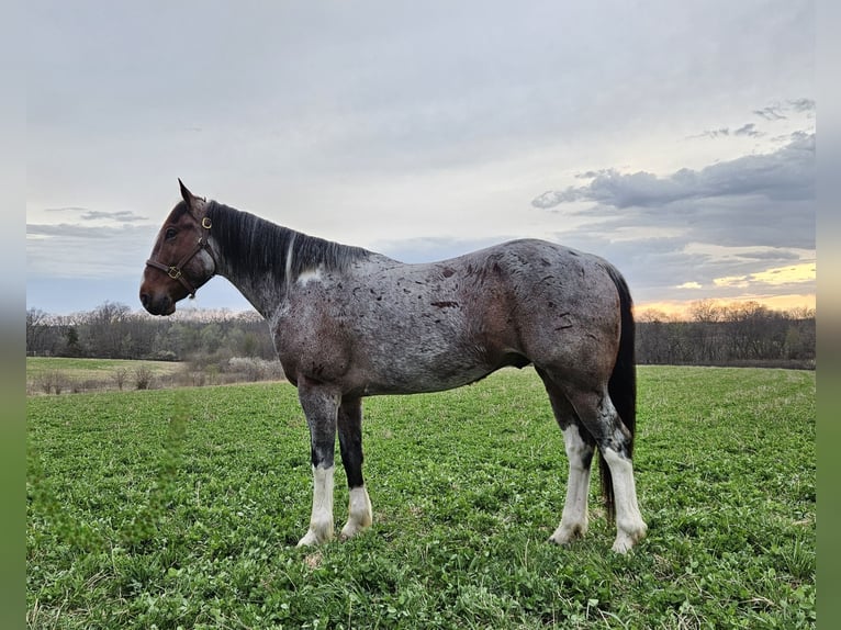 Draft Horse Mix Castrone 7 Anni 152 cm Baio roano in Bedford