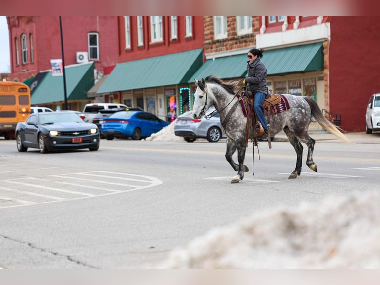 Draft Horse Mix Castrone 7 Anni 152 cm Grigio in Ripley