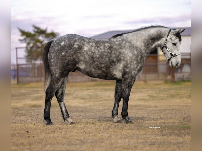 Draft Horse Mix Castrone 7 Anni 152 cm Grigio in Ripley
