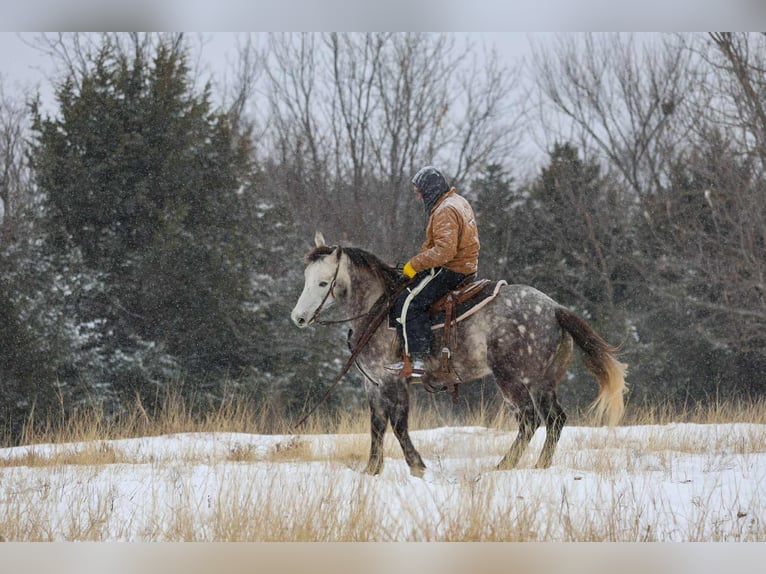 Draft Horse Mix Castrone 7 Anni 152 cm Grigio in Ripley