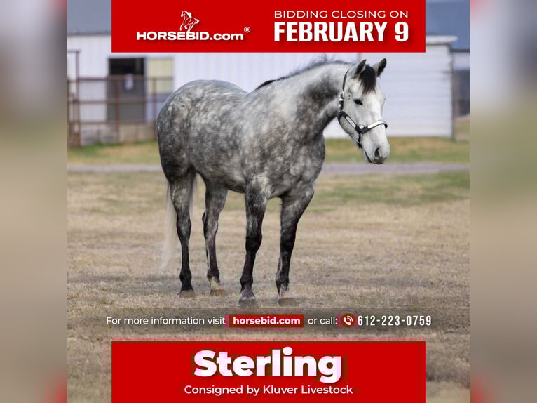 Draft Horse Mix Castrone 7 Anni 152 cm Grigio in Ripley