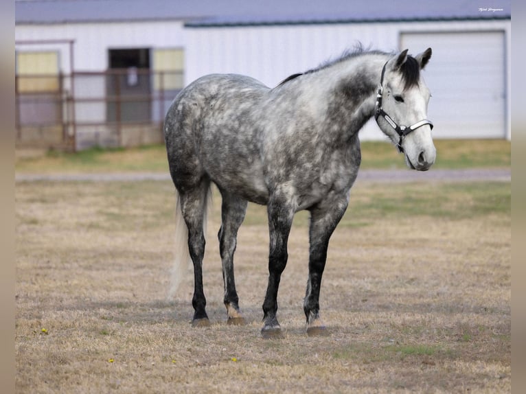 Draft Horse Mix Castrone 7 Anni 152 cm Grigio in Ripley