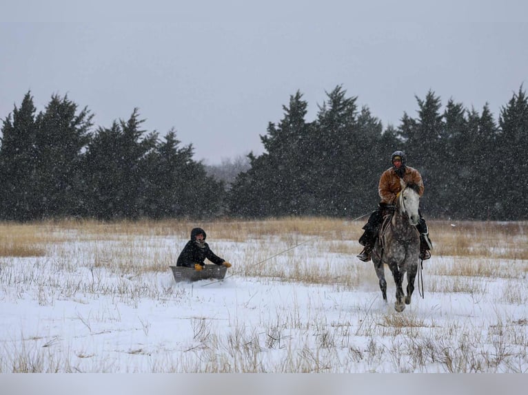 Draft Horse Mix Castrone 7 Anni 152 cm Grigio in Ripley
