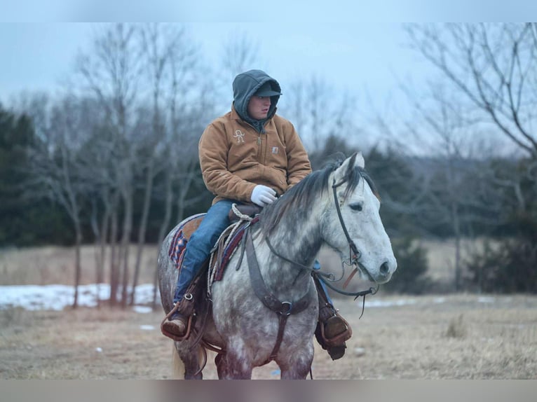 Draft Horse Mix Castrone 7 Anni 152 cm Grigio in Ripley