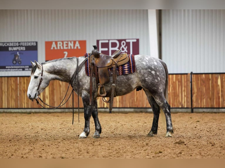 Draft Horse Mix Castrone 7 Anni 152 cm Grigio in Ripley