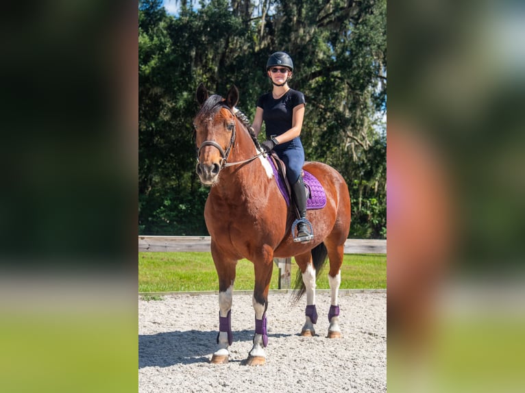 Draft Horse Castrone 7 Anni 152 cm Pezzato in Ocala