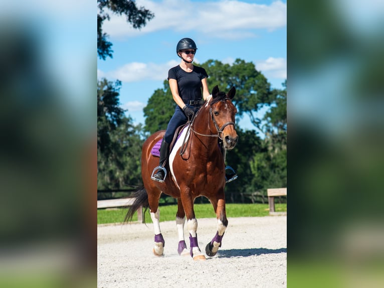 Draft Horse Castrone 7 Anni 152 cm Pezzato in Ocala