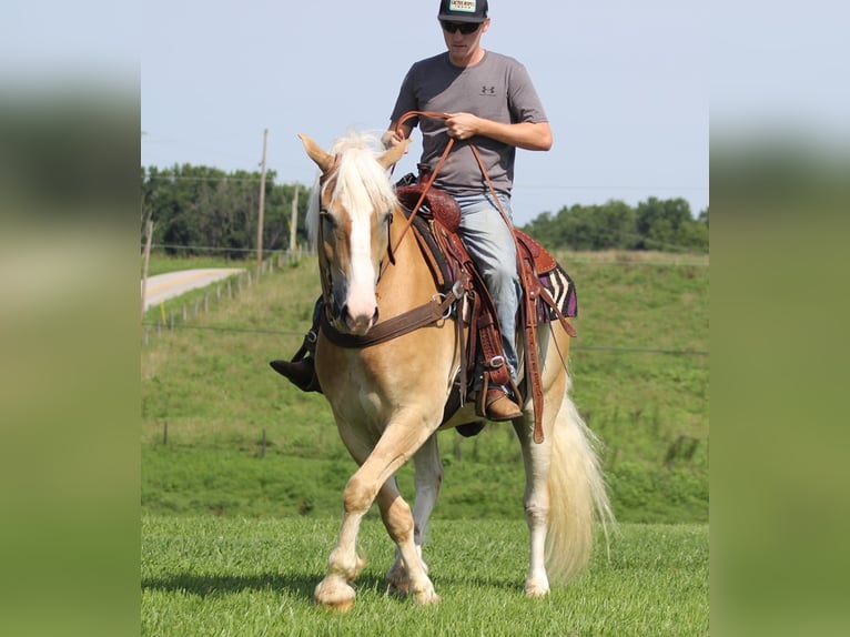 Draft Horse Castrone 7 Anni 155 cm Palomino in Whitley city  Ky