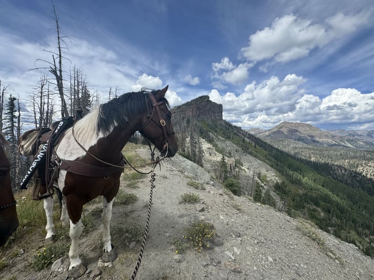 Draft Horse Mix Castrone 7 Anni 157 cm Baio ciliegia in Ponder