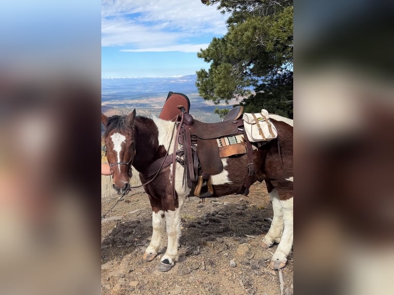 Draft Horse Mix Castrone 7 Anni 157 cm Baio ciliegia in Ponder