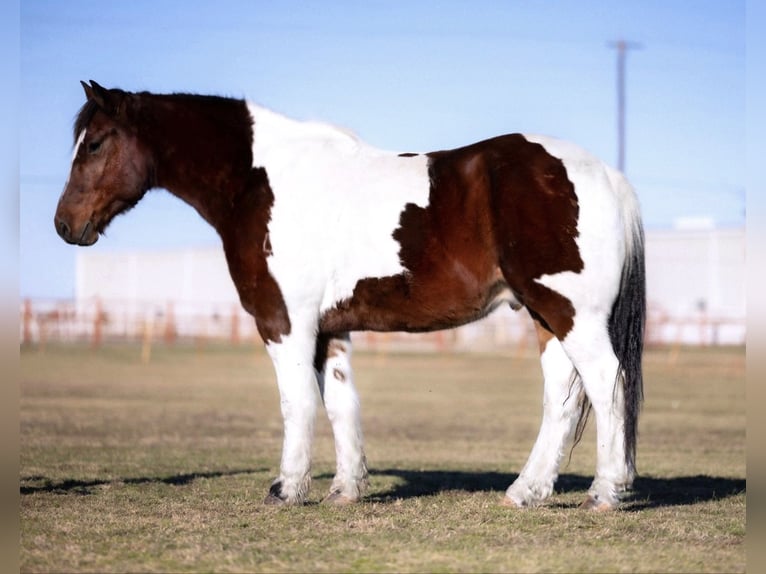 Draft Horse Mix Castrone 7 Anni 157 cm Baio ciliegia in Ponder