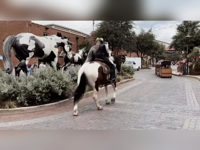 Draft Horse Mix Castrone 7 Anni 157 cm Baio ciliegia in Ponder