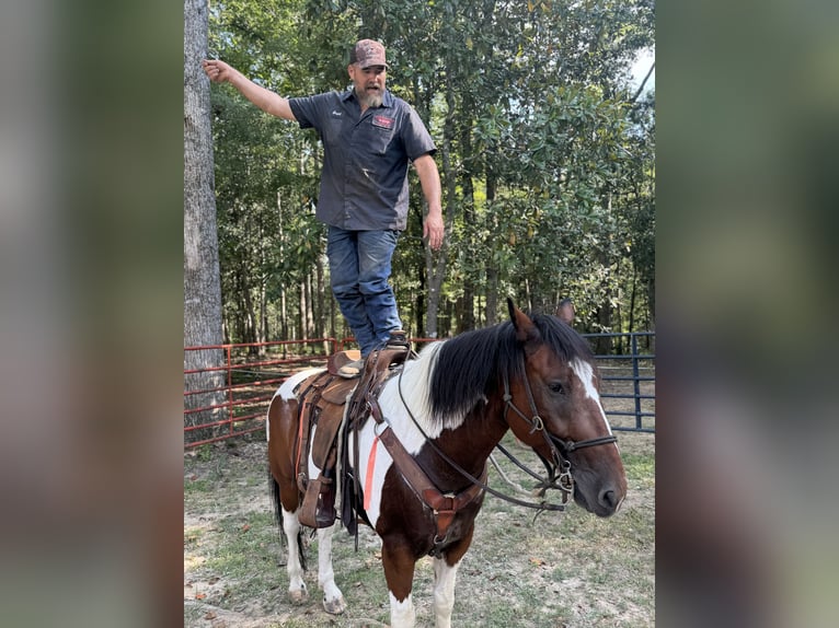 Draft Horse Mix Castrone 7 Anni 157 cm Baio ciliegia in Ponder