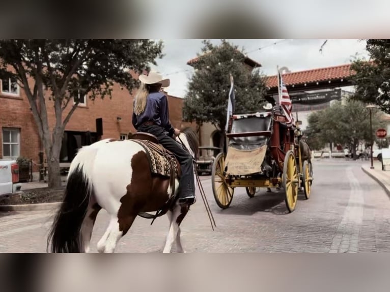 Draft Horse Mix Castrone 7 Anni 157 cm Baio ciliegia in Ponder