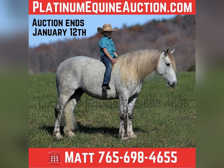 Draft Horse Castrone 7 Anni 157 cm Grigio pezzato in Brodhead, Ky