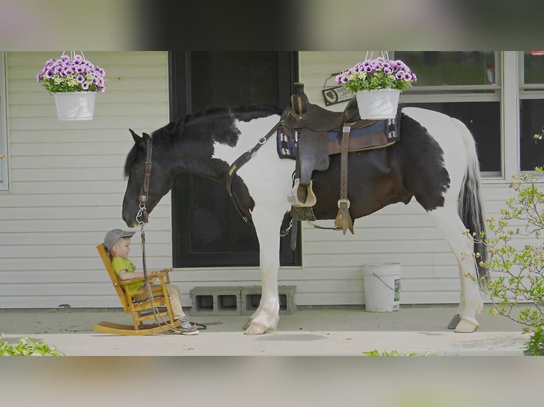 Draft Horse Mix Castrone 7 Anni 157 cm in Fresno, OH