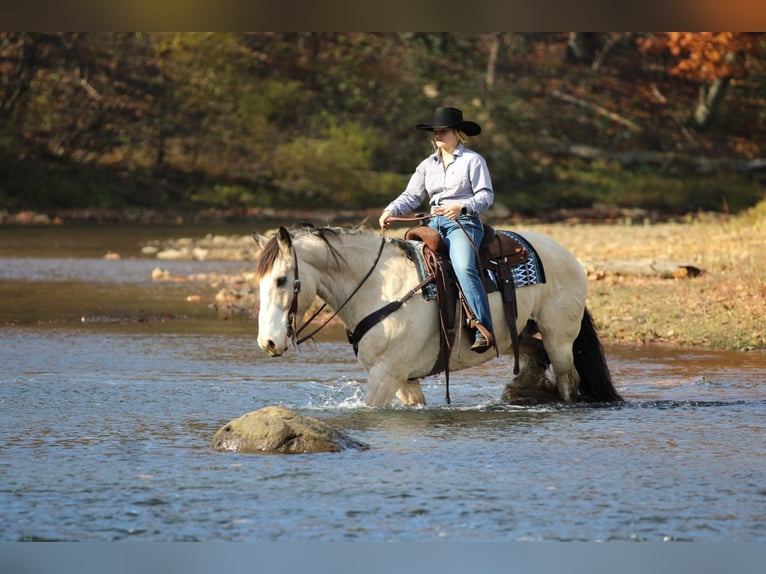 Draft Horse Mix Castrone 7 Anni 157 cm Pelle di daino in Clarion