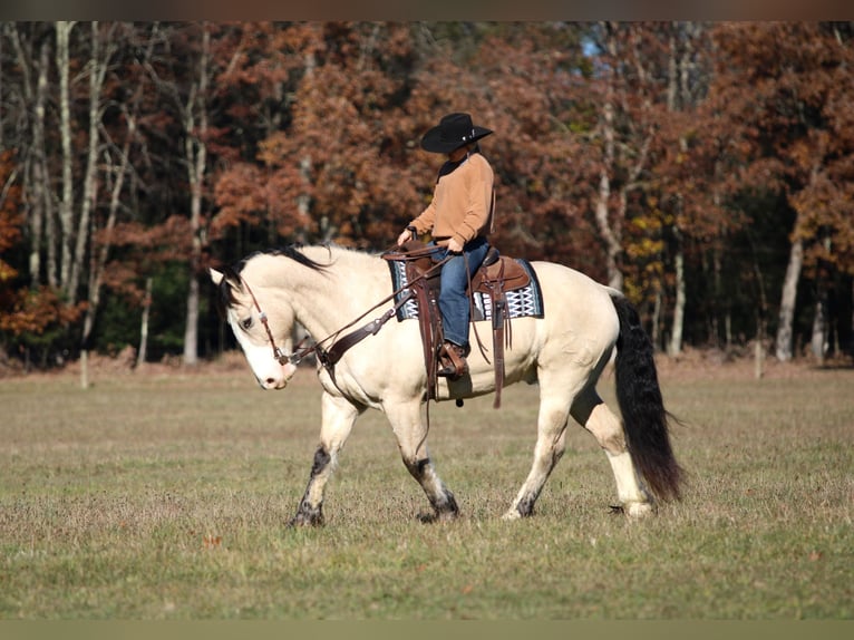 Draft Horse Mix Castrone 7 Anni 157 cm Pelle di daino in Clarion