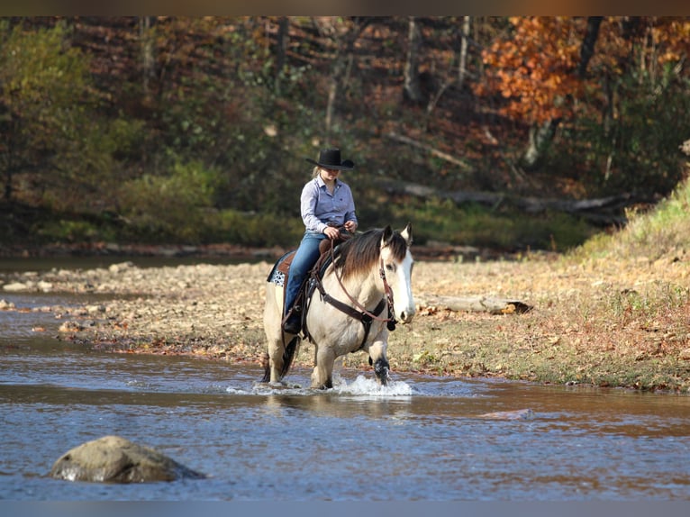 Draft Horse Mix Castrone 7 Anni 157 cm Pelle di daino in Clarion