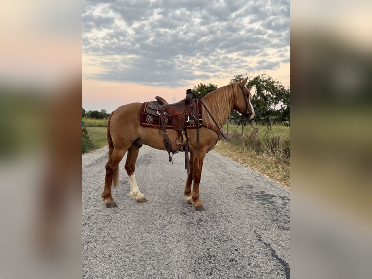 Draft Horse Mix Castrone 7 Anni 157 cm Red dun in Purdy Draft Horse Mix Castrone 7 Anni 157 cm Red dun in Purdy