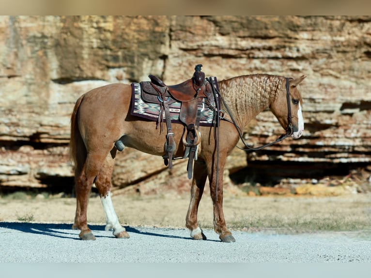 Draft Horse Mix Castrone 7 Anni 157 cm Red dun in Purdy Draft Horse Mix Castrone 7 Anni 157 cm Red dun in Purdy