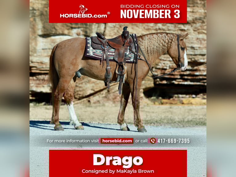 Draft Horse Mix Castrone 7 Anni 157 cm Red dun in Purdy Draft Horse Mix Castrone 7 Anni 157 cm Red dun in Purdy