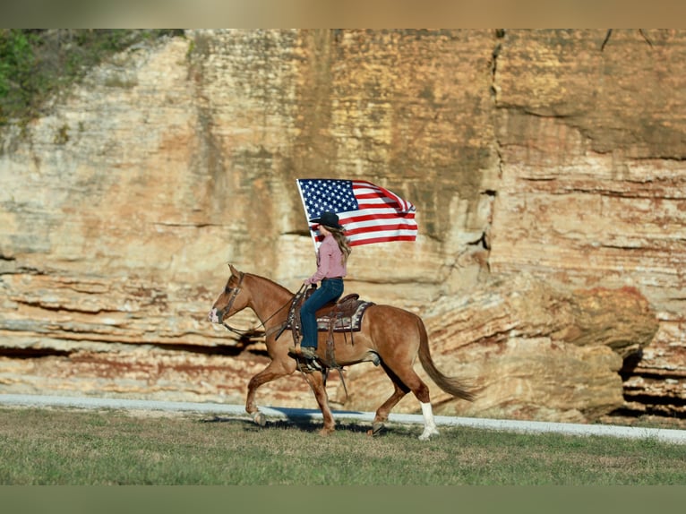 Draft Horse Mix Castrone 7 Anni 157 cm Red dun in Purdy