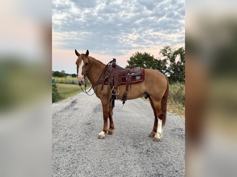 Draft Horse Mix Castrone 7 Anni 157 cm Red dun in Purdy