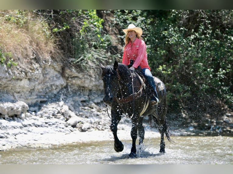 Draft Horse Castrone 7 Anni 157 cm Sauro ciliegia in Dallas PA